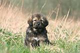 DOGUE DU TIBET 331